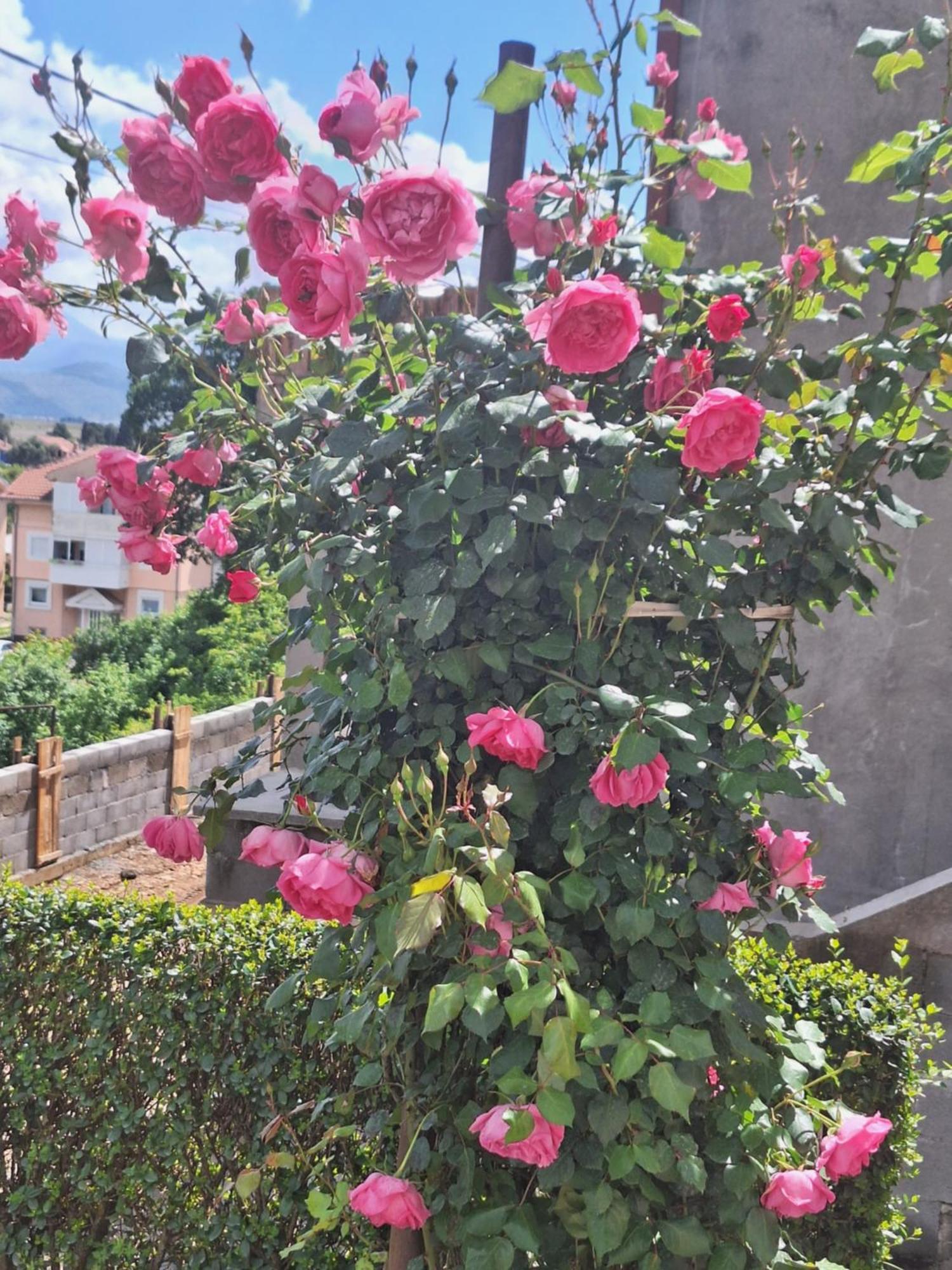 Apartmani Ruza Podgorica Zewnętrze zdjęcie